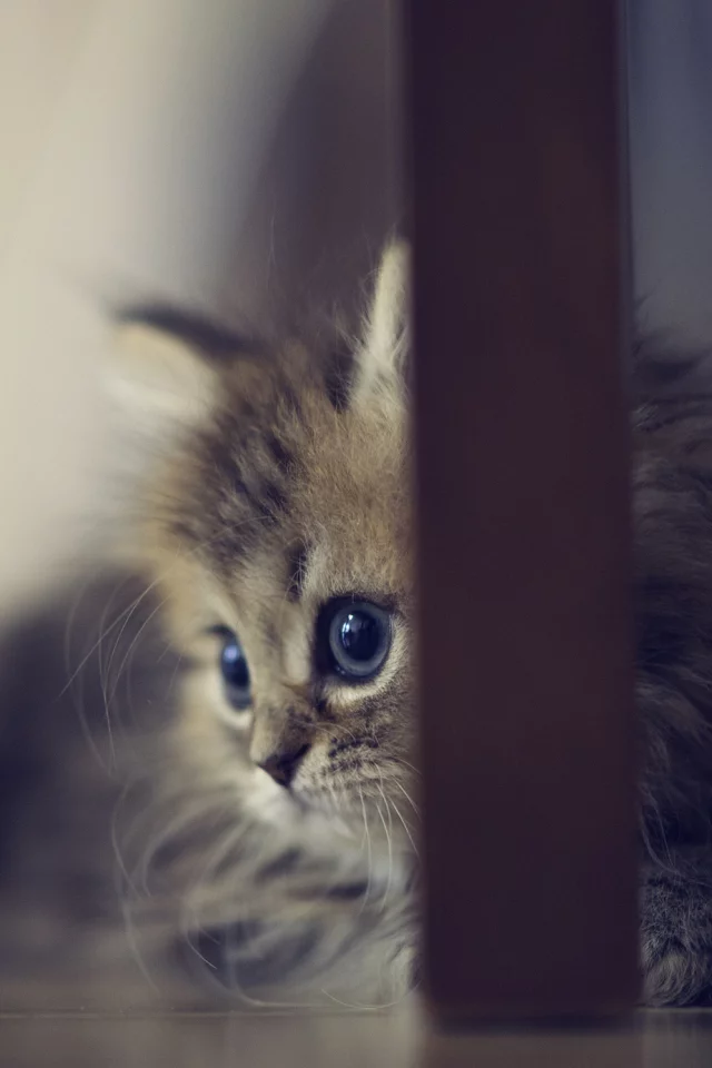 ножки, котенок, daisy, пол, стул, ben torode, benjamin torode
