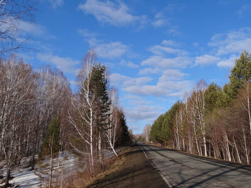 весна, дорога, сибирь, деревья, березы