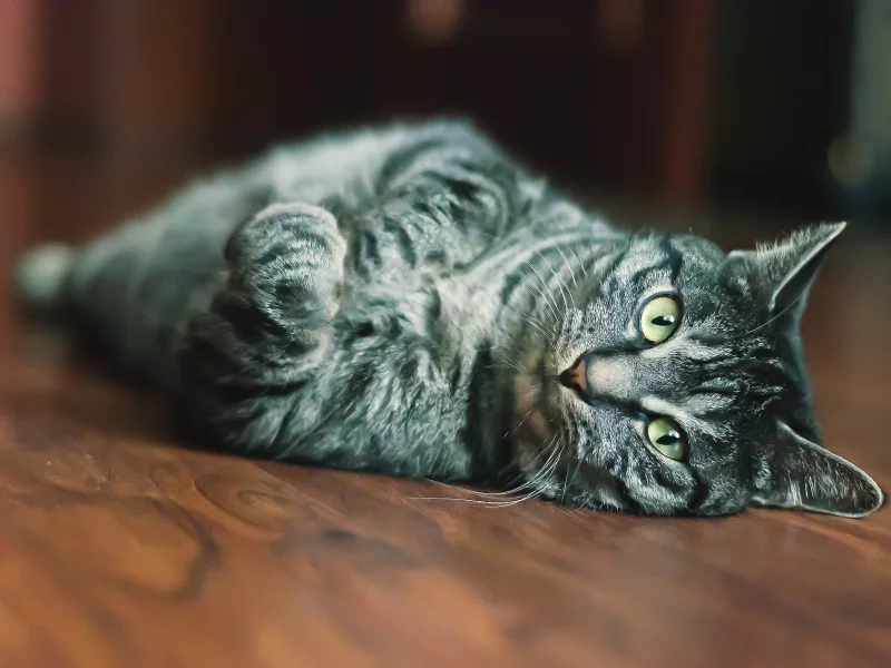 мордашка, кот, глаза, взгляд, шерсть, кошка, размытость