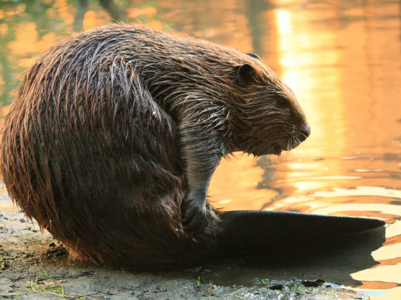 animal, животные