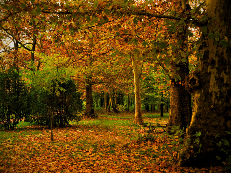 осень, madrid, испания, листья, campo, ствол, парк, деревья