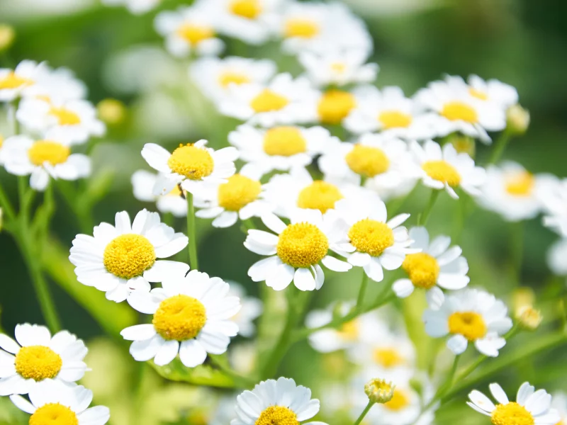 цветы, nature, желтый, flowers, ромашки