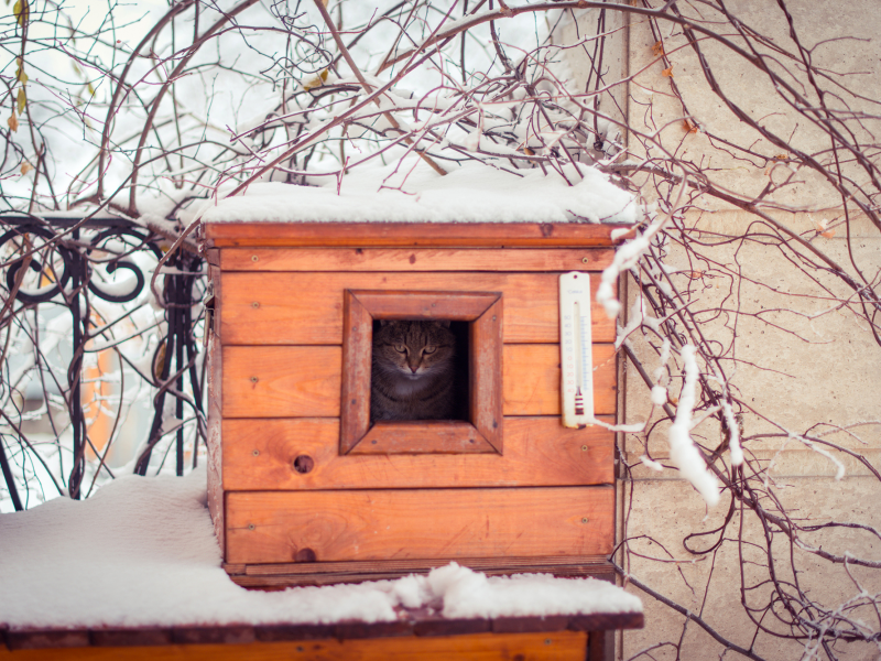 ограда, природа, ветки, кошка, кот, зима, снег, взгляд