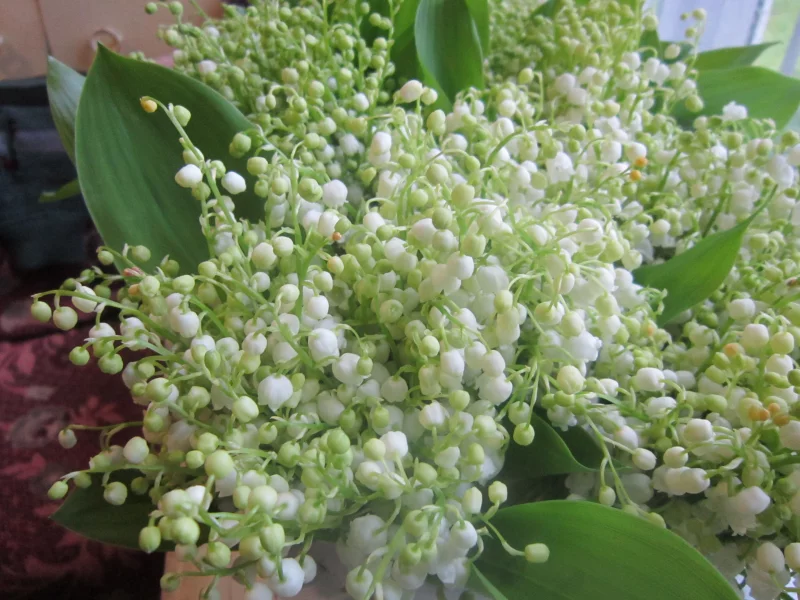 весна, ландыши