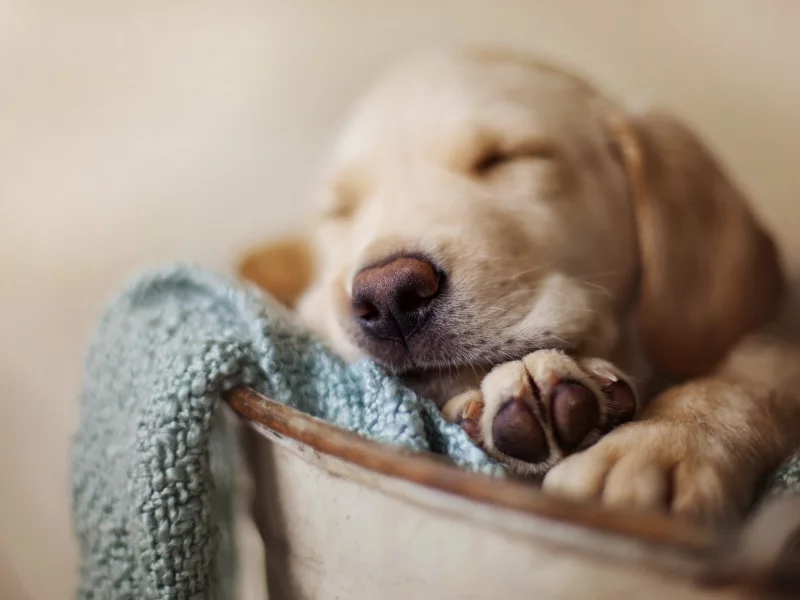 sleeping puppy, dog, pet