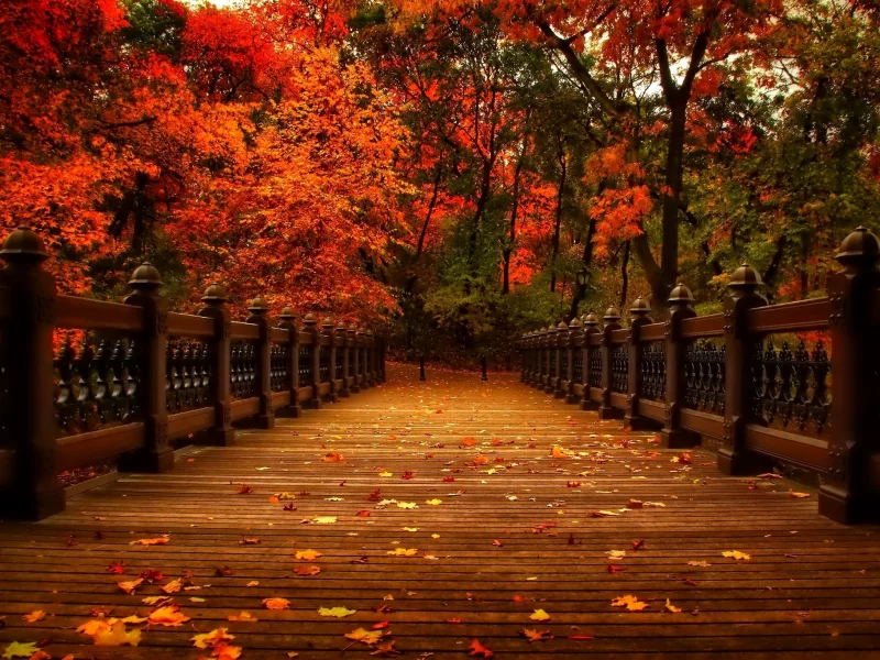 осень, природа, деревья, view, walk, autumn, листья, аллея, парк