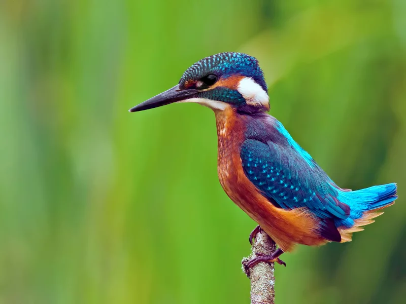 kingfisher, ветка, alcedo atthis, обыкновенный зимородок, птица