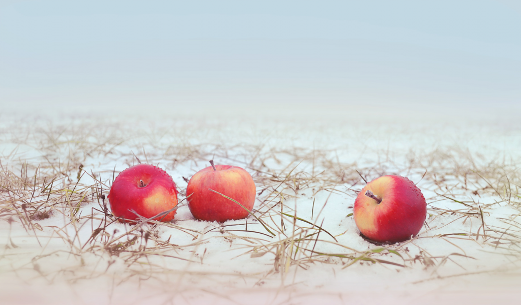 яблоки, снег, трава, apple, snow, grass