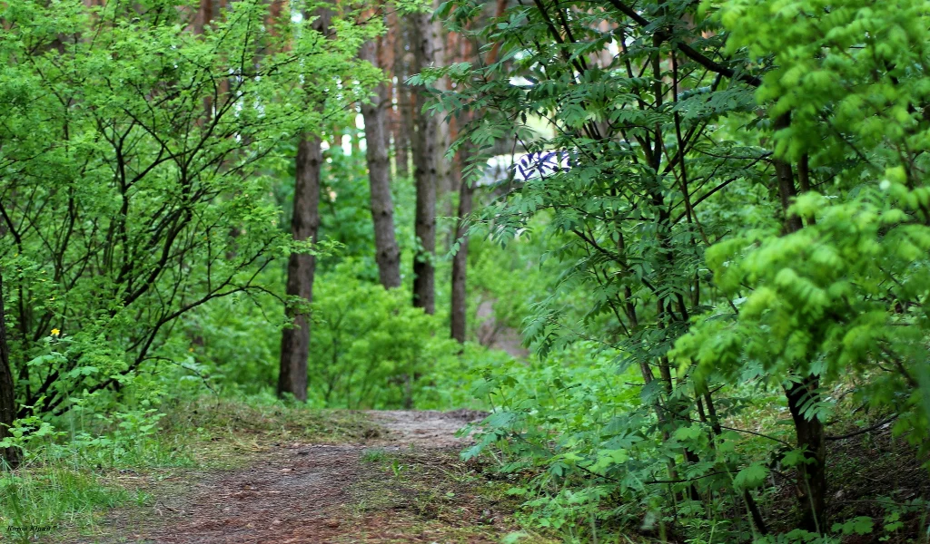 лес, дорога, проселок