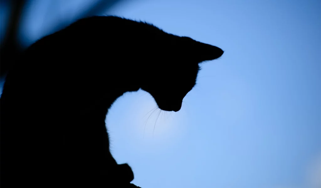 вечер, фон, силуэт, кот