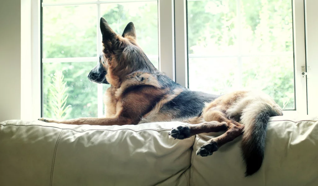 pet, watching, german shepherd, dog