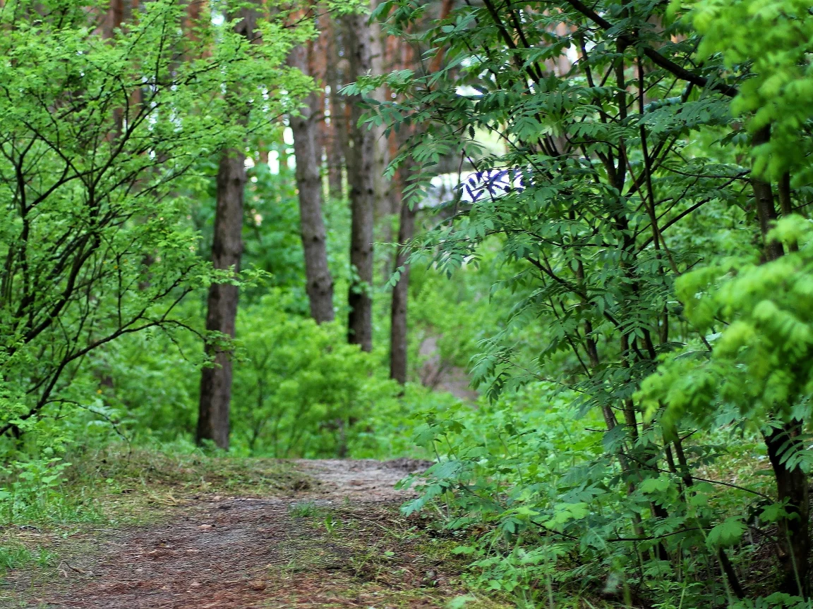лес, дорога, проселок