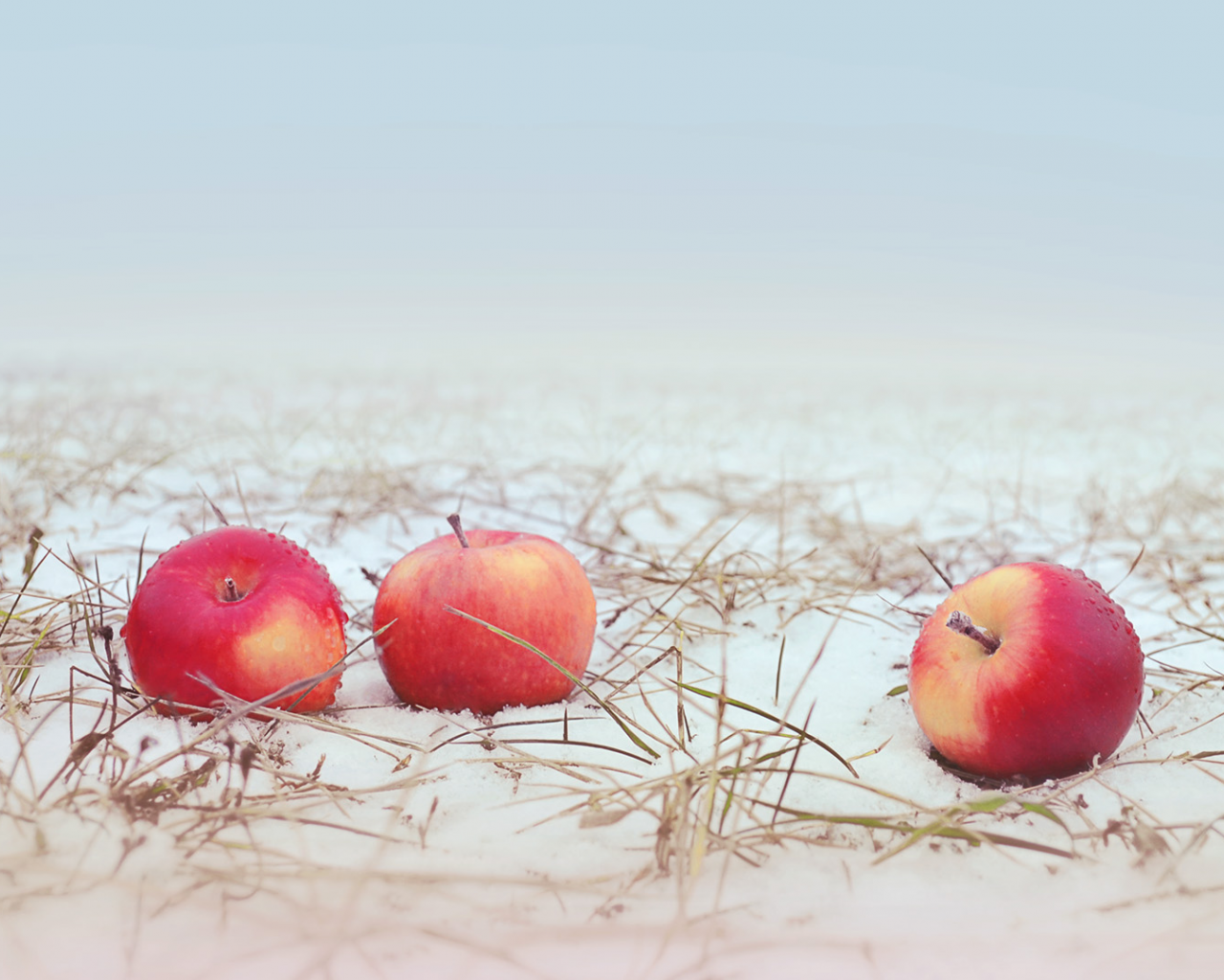 яблоки, снег, трава, apple, snow, grass