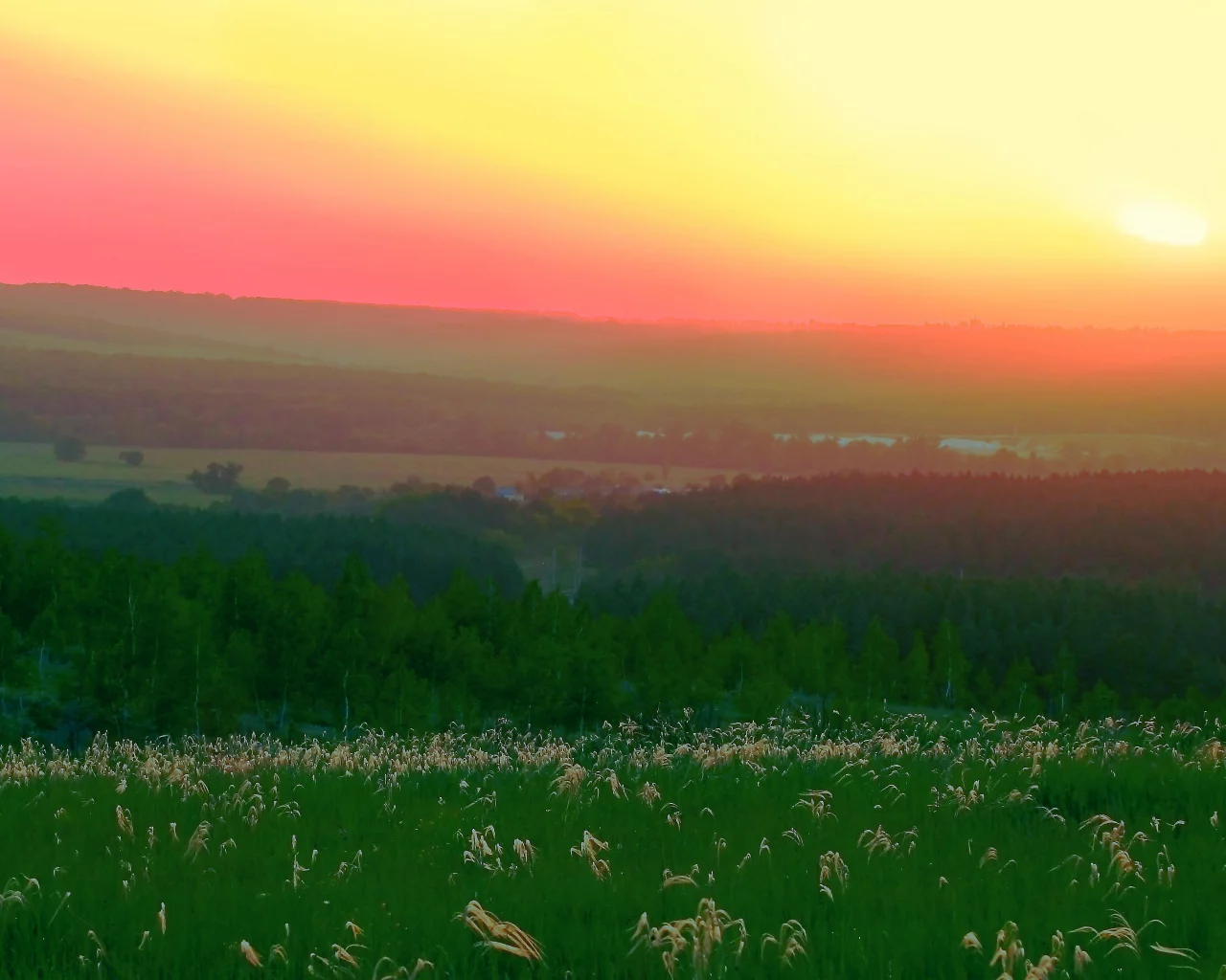 природа, закат, ковыль