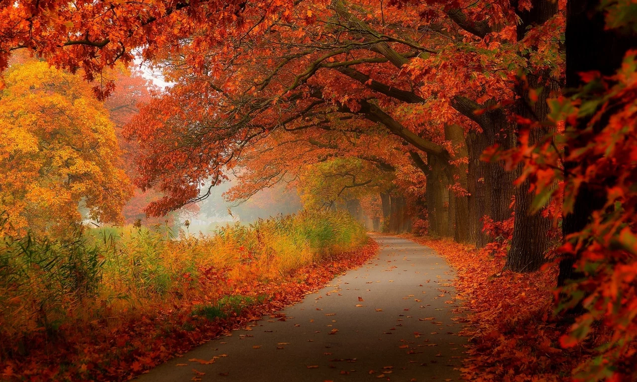 leaves, park, autumn, walk, forest, nature, лес, деревья, trees, листья, hdr