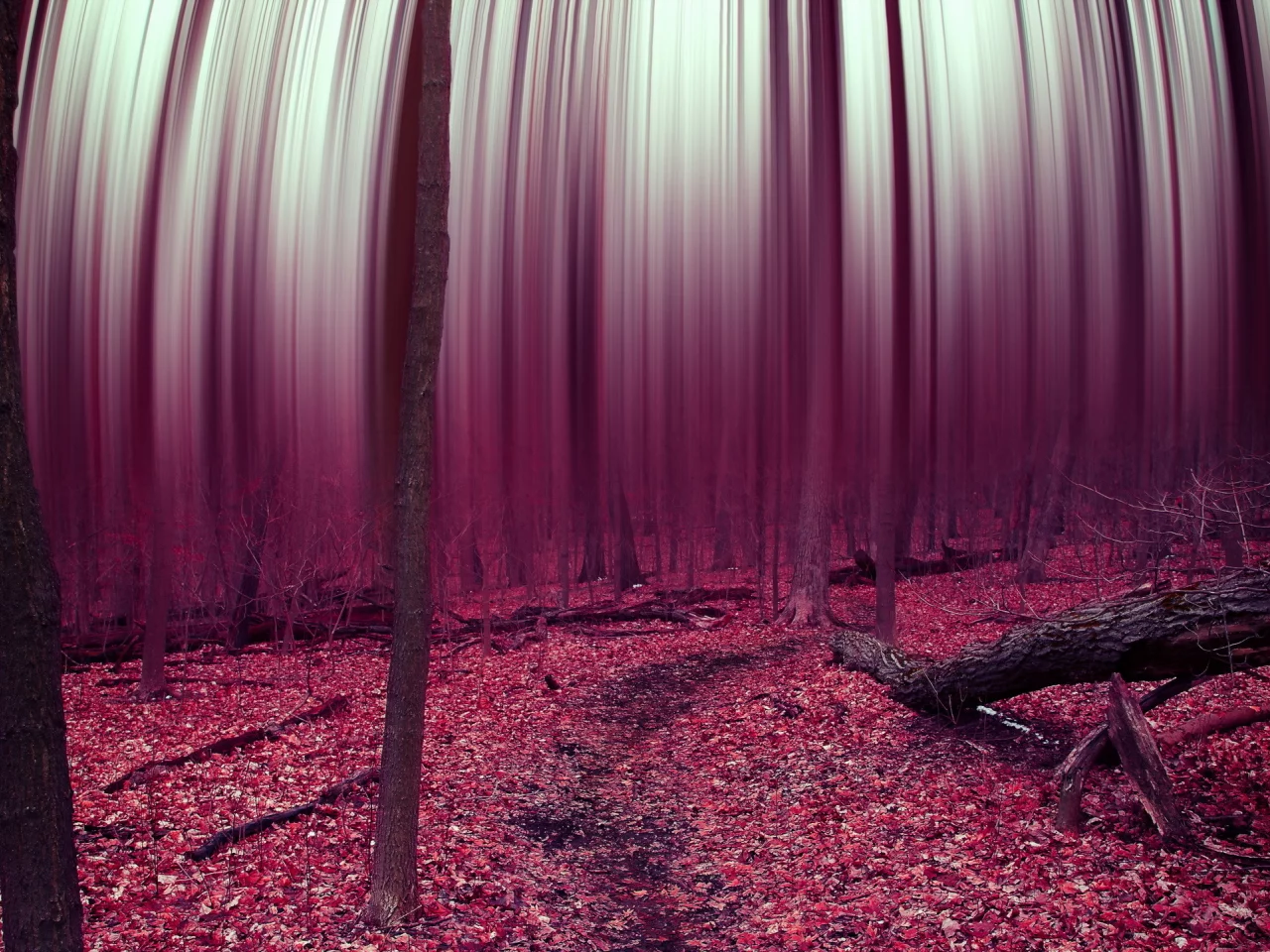 leaves, abstract, forest, trees