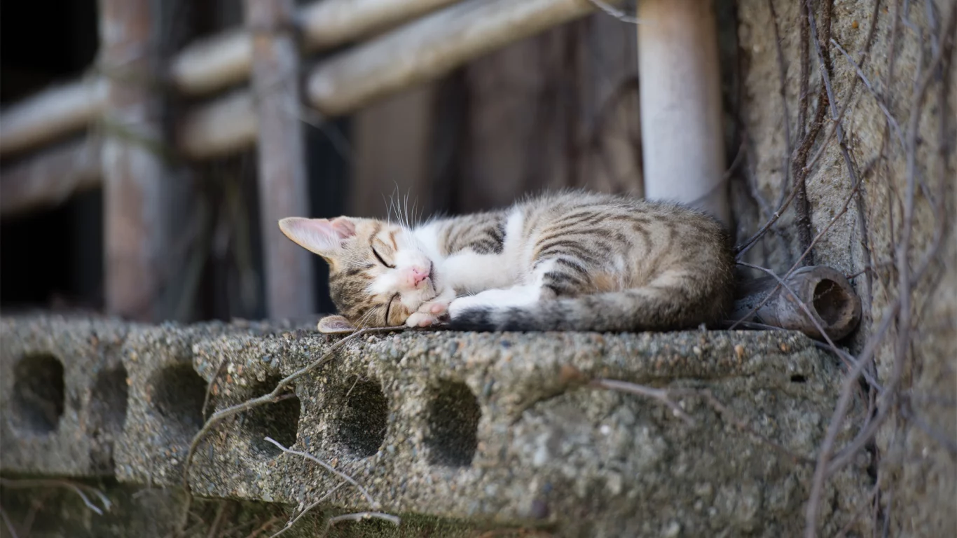 кошка, палки, спит, коткнок, бетон, подоконник, город