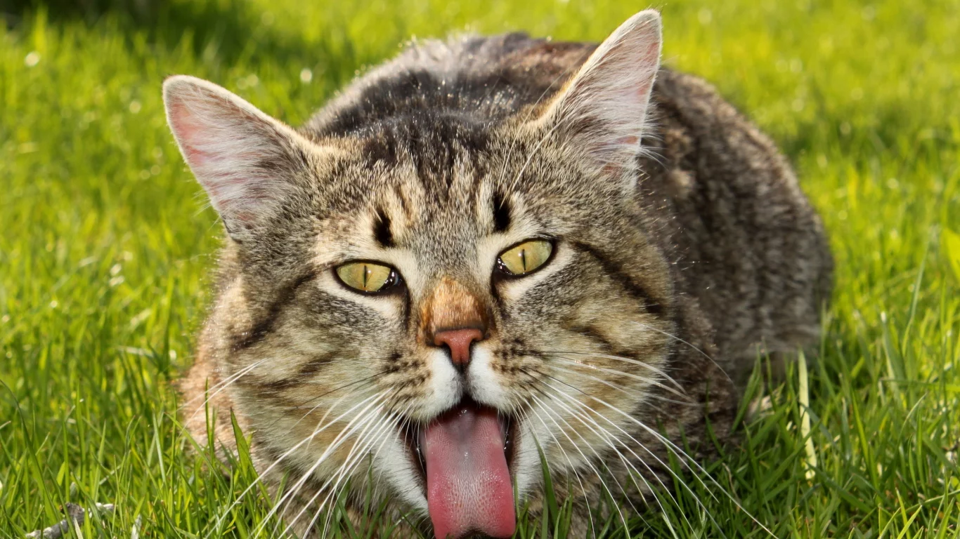 кошка, лето, фон