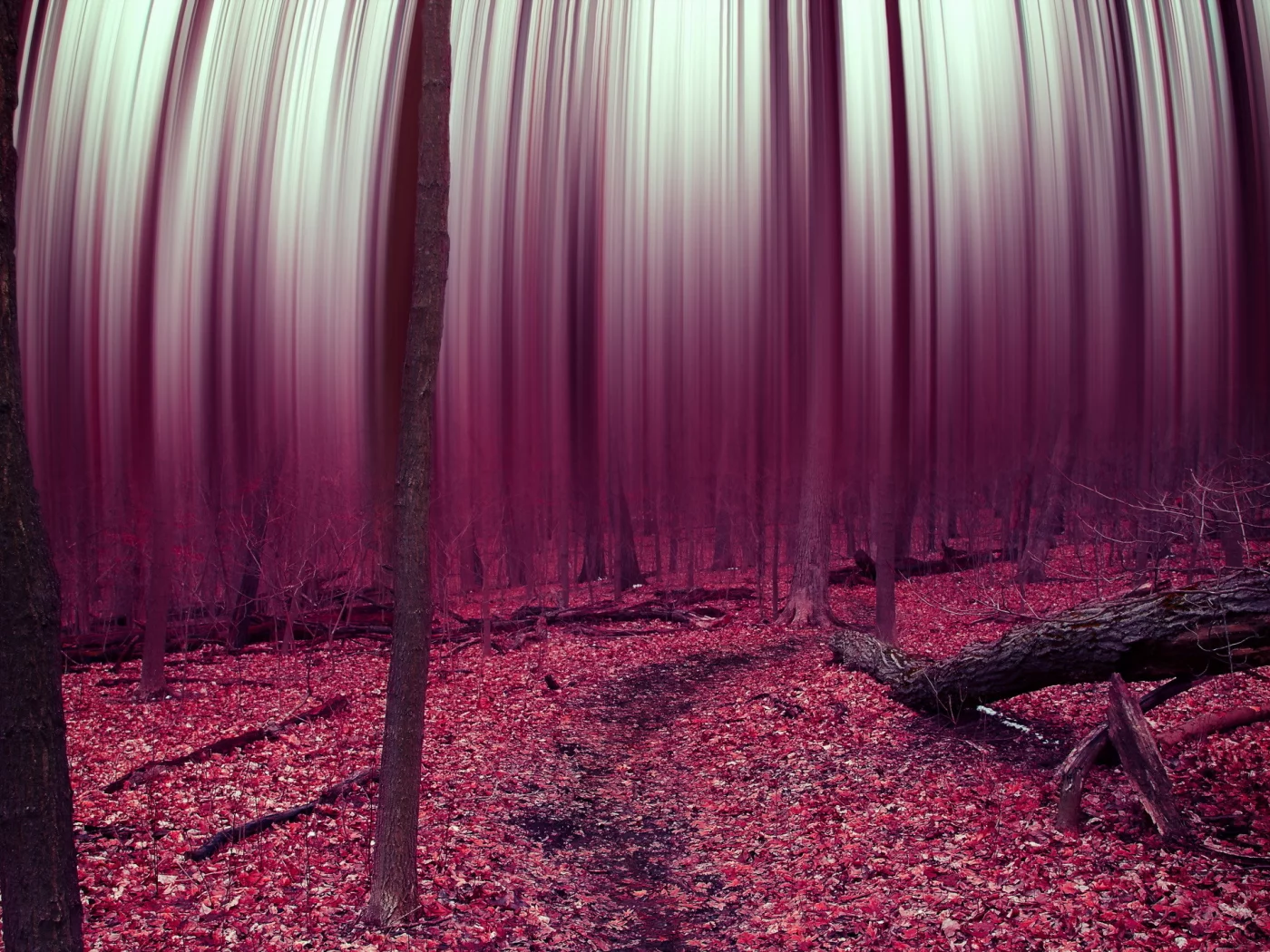 leaves, abstract, forest, trees