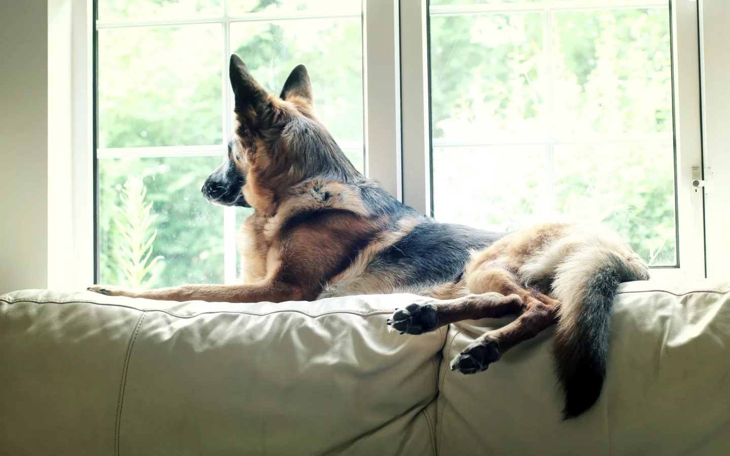 pet, watching, german shepherd, dog