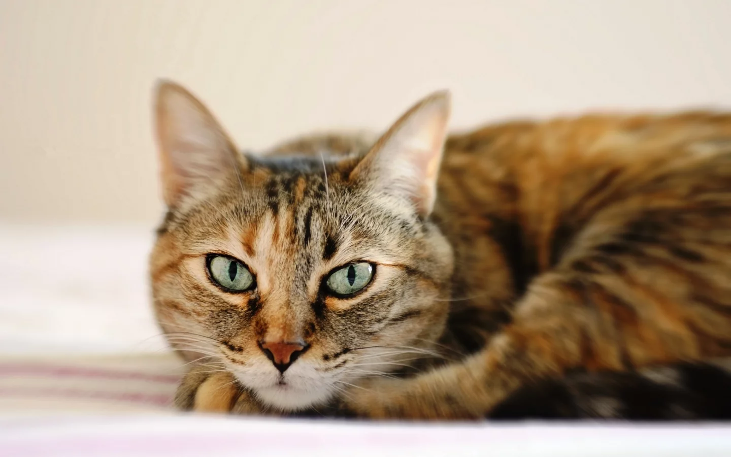 лежит, кошка, глаза, полосатый, кот, морда