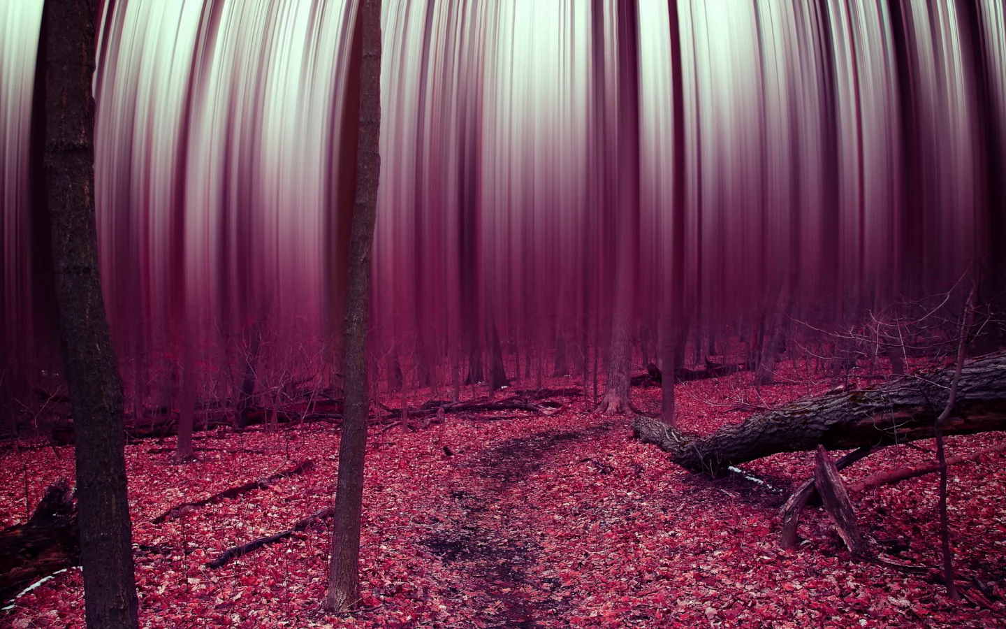 leaves, abstract, forest, trees