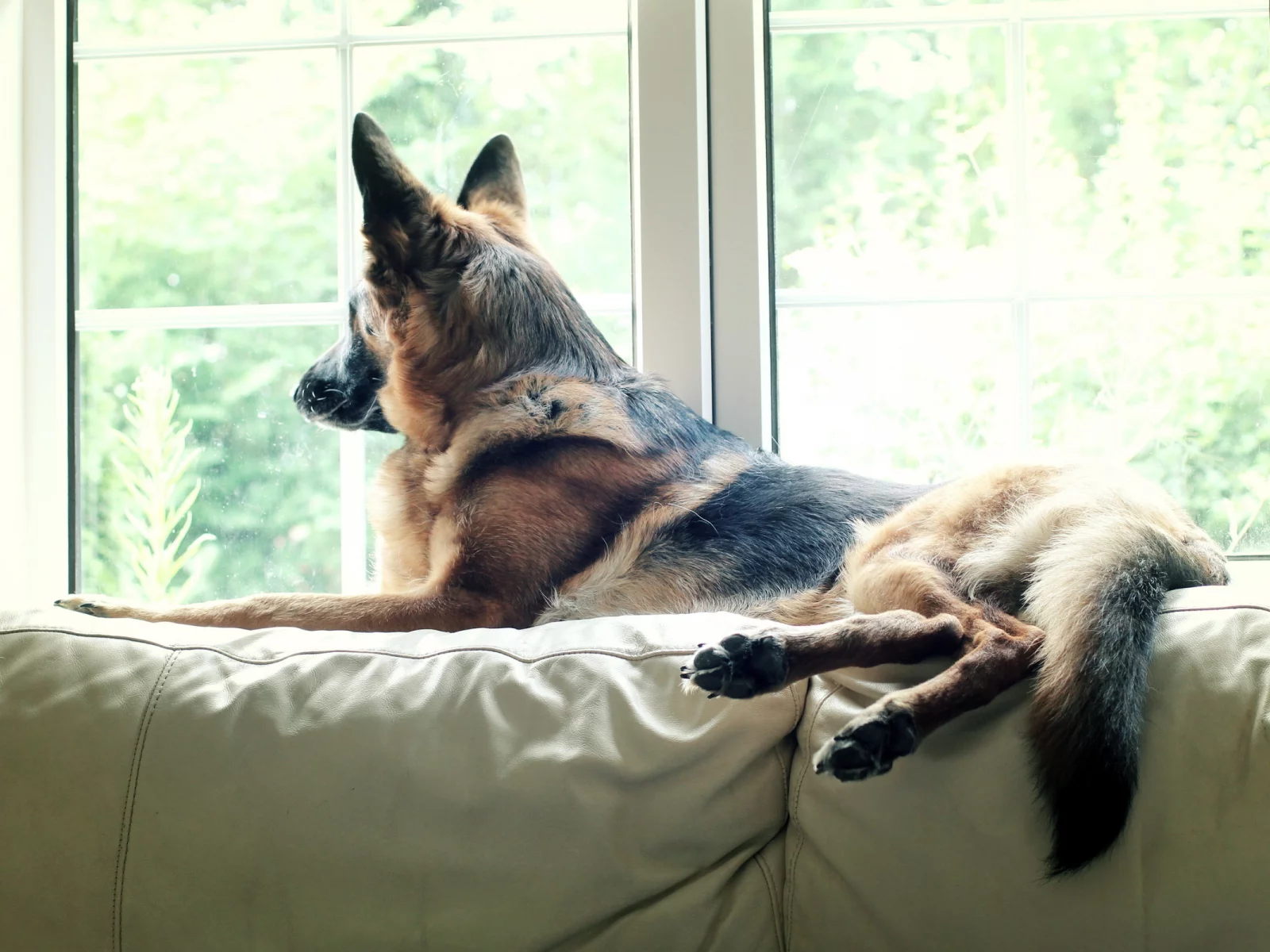 pet, watching, german shepherd, dog