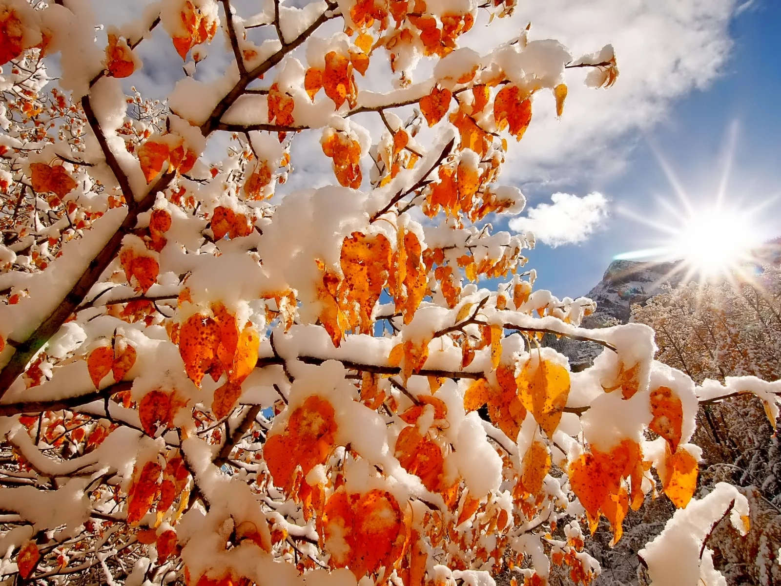 branches, clouds, colors, snow, nature, sky, природа, trees, light, mountains, winter, sun