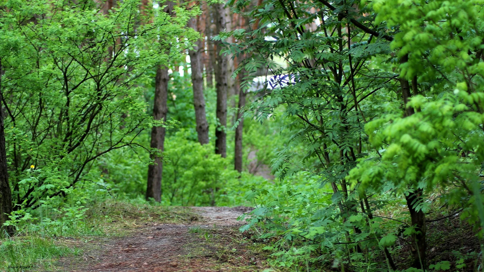 лес, дорога, проселок