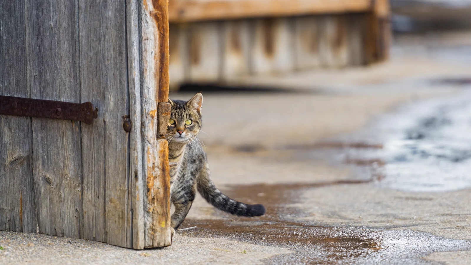 взгляд, кошка, улица
