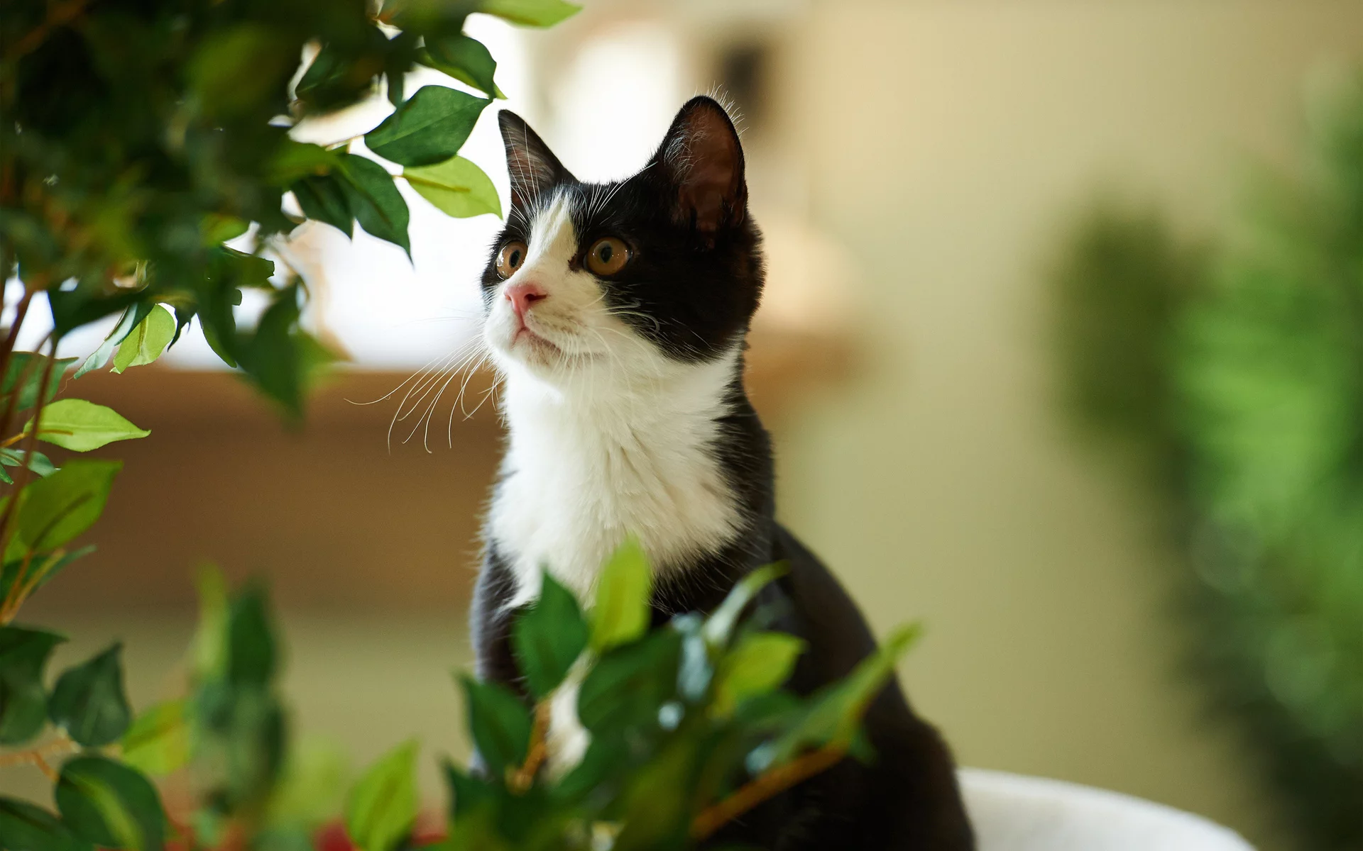 растение, листья, кот, зелень, котэ, черно-белый