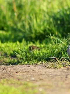 птицы, воробьи