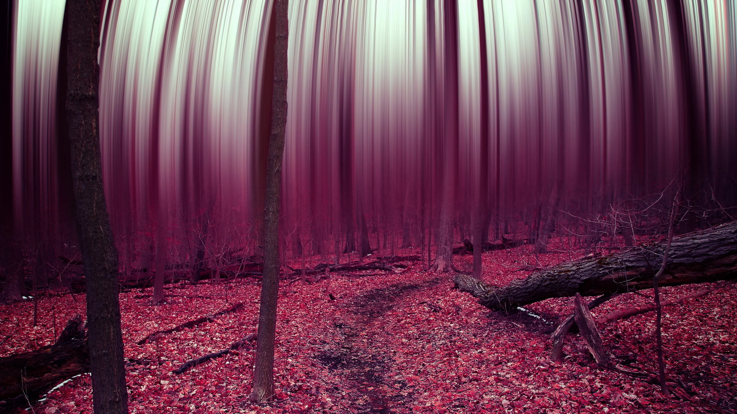 leaves, abstract, forest, trees
