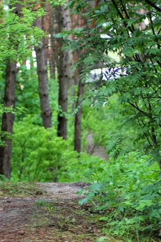 лес, дорога, проселок