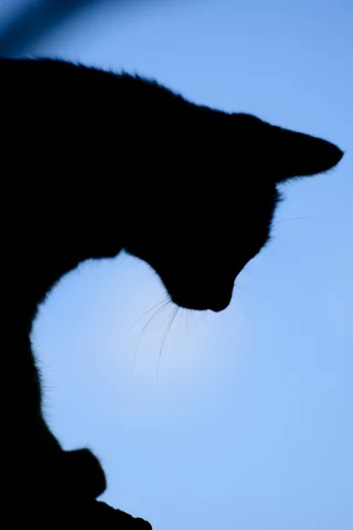 вечер, фон, силуэт, кот