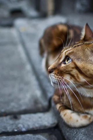 взгляд, ошейник, котэ, кошка, лапы, кот