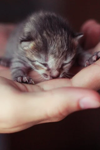 слепой, рука, котенок, маленький