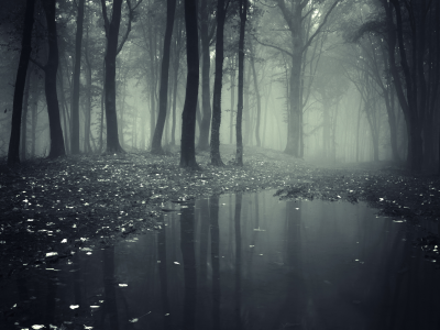 nature, leaves, deep, creepy, misty, forest, road__lake, леса, trees, landscape