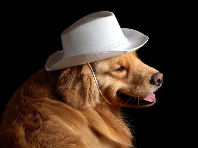 шляпа, собака, друг