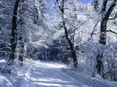 зима, иней, деревья, снег, лес, дорога