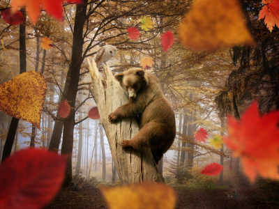 листья, грибы, осень, медведь, лес, сова, листопад