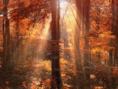 солнце, лес, лучи, осень, деревья