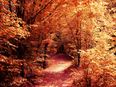 тропинка, дорога, ветки, природа, лес, деревья, осень
