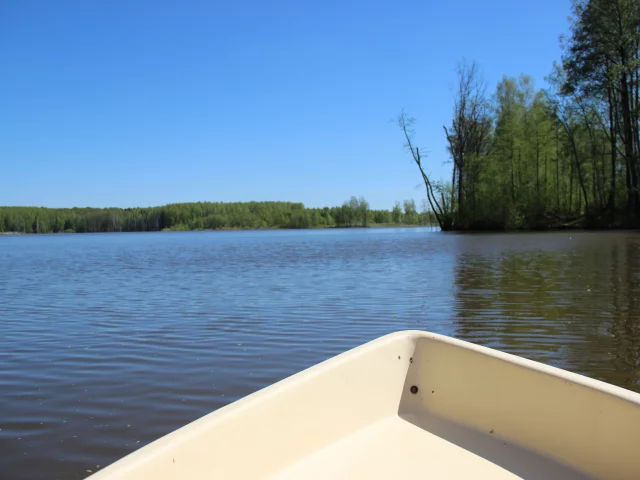 цветок, лето