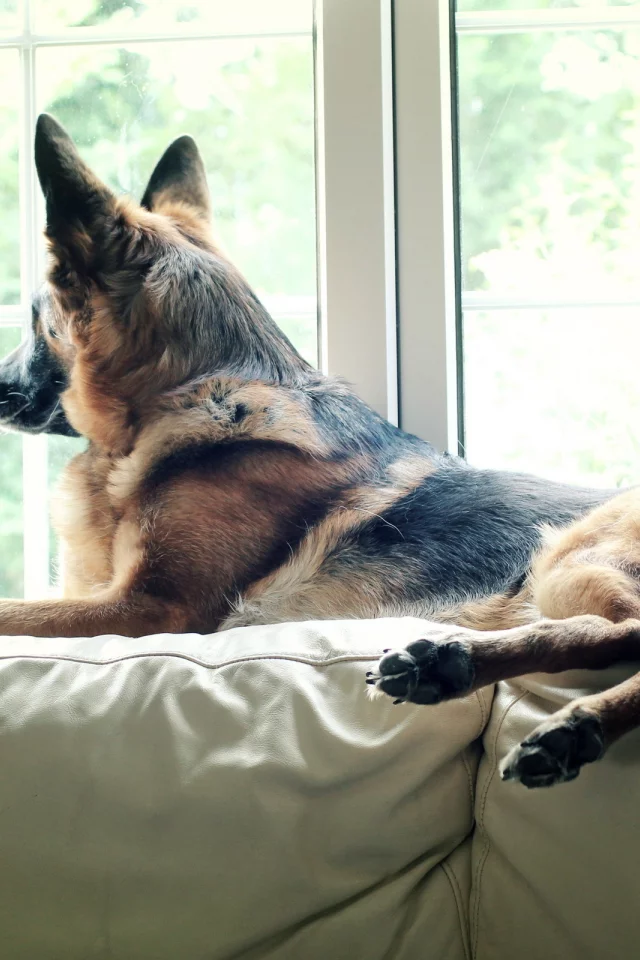 pet, watching, german shepherd, dog