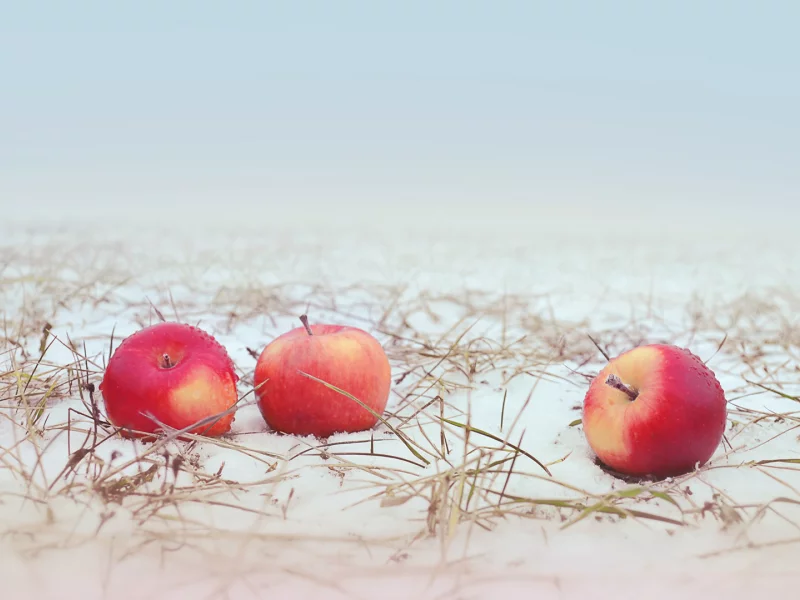 яблоки, снег, трава, apple, snow, grass