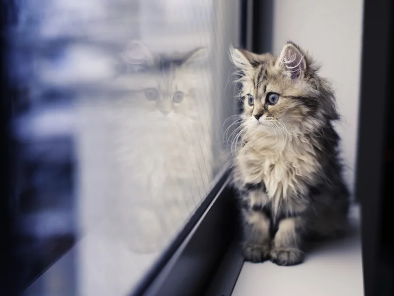  benjamin torode, окно, daisy, ben torode, подоконник, котенок