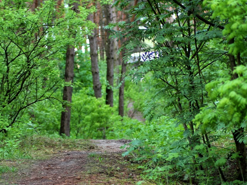 лес, дорога, проселок