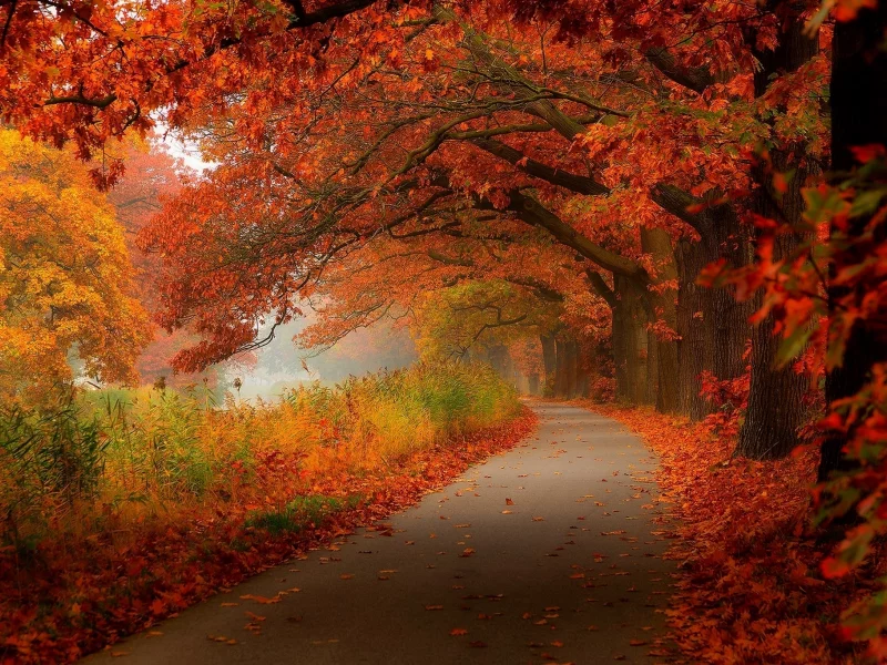 leaves, park, autumn, walk, forest, nature, лес, деревья, trees, листья, hdr