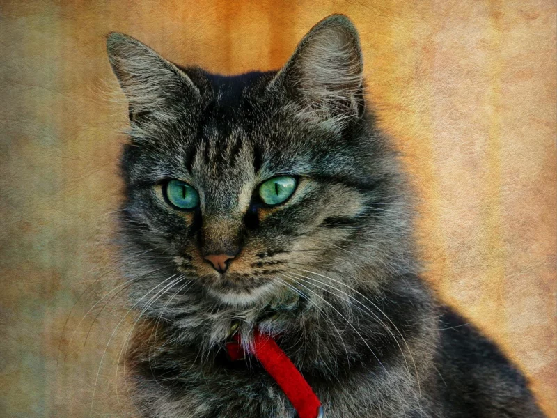 текстура, серый, кот, кошка, ошейник, фон, полосатый